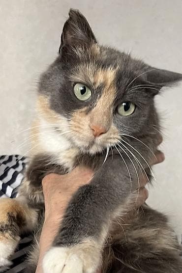 попугай птицы: 2 года, Девочка — 1