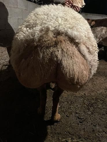 летучая мыш: Продаю | Овца (самка) | Арашан | Для разведения | Матка — 4