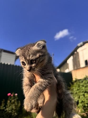 котята пародистые: Отдаю в добрые руки!Шатландских вислоухих котята Котята приручены к — 2