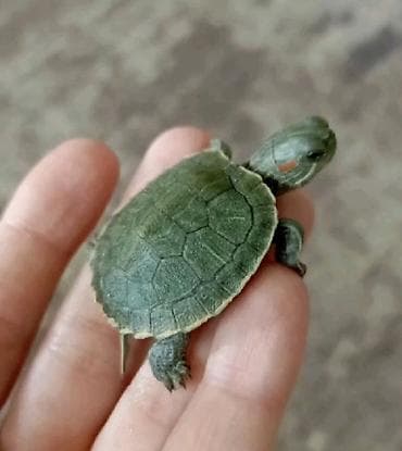 Красноухая черепаха 🐢 
350 сом