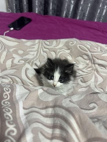 племенные коровы: Хочу отдать котёнка в надёжные руки котёнку около полтора месяца — 10