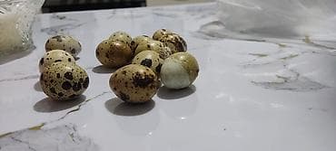 птица домашняя: Принимаю заказы инкубационые яицо Перепел 🐤 Породы 🤗 Феникс золотой+ — 1