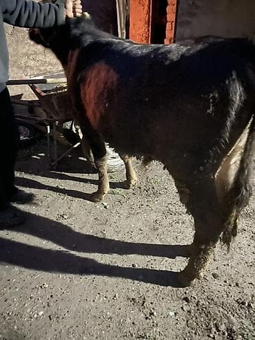 корм для домашних животных: Продаю | Бык (самец) | Ангус | На откорм, Для разведения — 9