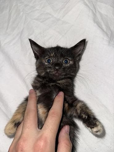 Отдам котят в хорошие руки, Возраст котят 1 месяц, 2 недели