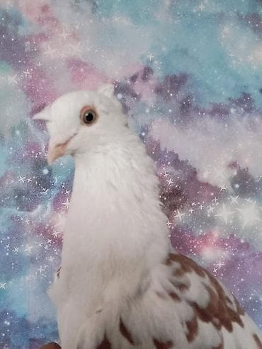 уй жаныбары: Каптар тоок алам — 1