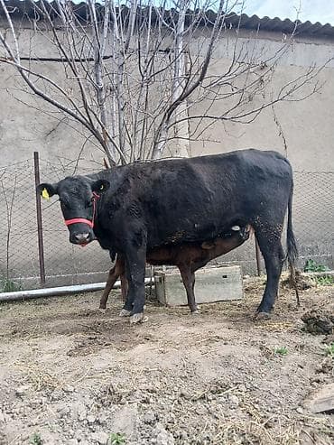 козу гирил: Продаю | Корова (самка) | Для разведения | После отела — 2