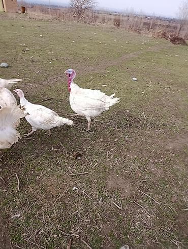 Индюки: Продаю | Индюшка (самка) | Для разведения | Племенные — 1