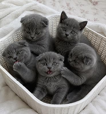 бишкек кошка: Шотландские вислоухие котята (Scottish Fold), окрас голубой (blue). - — 2