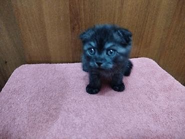 Кошки: Котёнок с короткими вислыми ушками и выразительными голубыми — 2