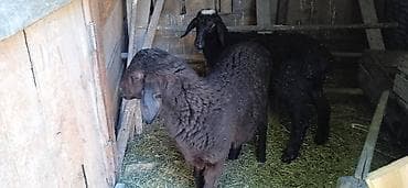 животные кошки: Продаю | Ягненок | Для разведения — 3
