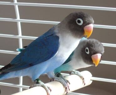 Неразлучники (агапорнис) — декоративные попугаи ярких окрасов.А так же