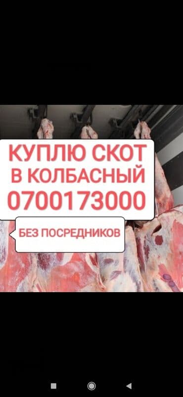 Куплю | Коровы, быки, Лошади, кони, Другие с/х животные | Круглосуточно, Любое состояние, Забитый