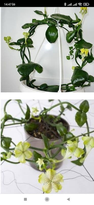 аихризон купить: Церопегия Сандерсона,большой горшочек цена 1000 сом.цветет в данный — 1