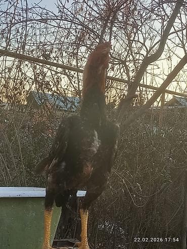 курицы: Продаю | Петух | Для разведения — 10