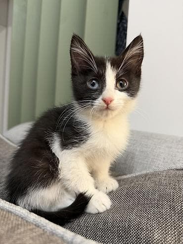 Черно-белый котёнок с выразительной маской на мордочке и розовым