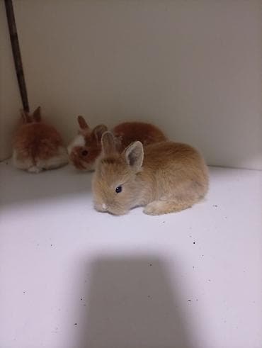 меняю на баран: Карликовые кролики декоративные - Порода: мини/карликовые — 2