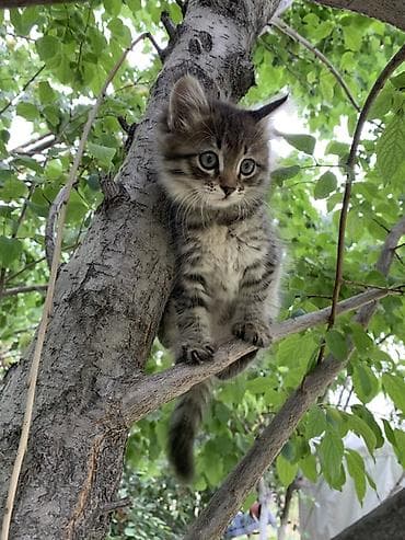 щенки питбулья: Котёнок, тигровый табби. - Порода: беспородный домашний (дворовой) — 5