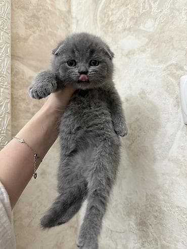 Животные: Шотландцы,окрас голубой (серый). - Плюшевые малыши с крупной круглой — 4