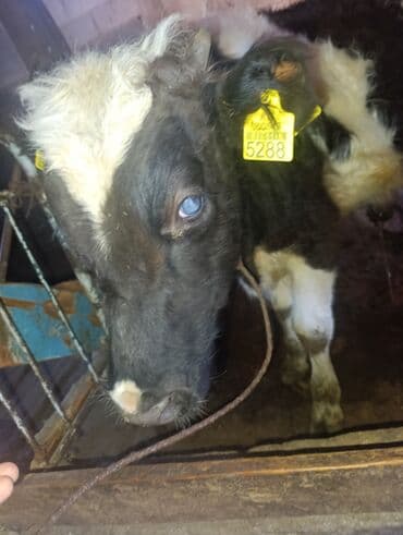 щенки стаффордширского терьера: Продаю | Бык (самец) — 5