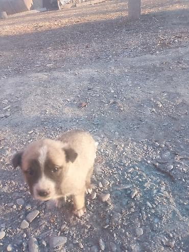 собака самка: 1 месяц, Самка — 3