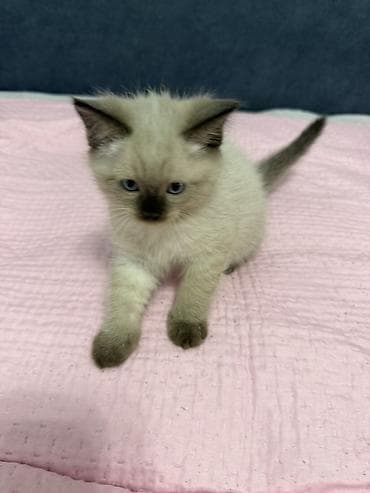 взять котика в добрые руки: Котята ищут дом 🐾 Три котёнка готовы обрести любящих хозяев. Очень — 3