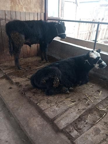 Продаю | Бык (самец) | На откорм | Привязанные