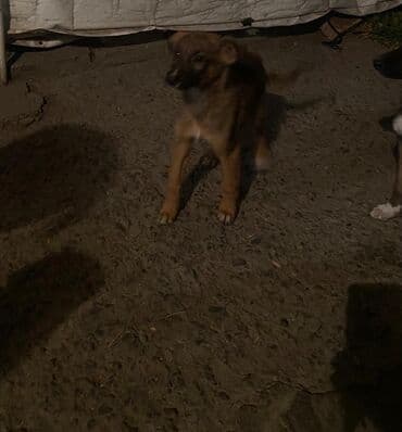 отдам даром охотничью собаку: Собака даром: Овчарка, 3 месяца, Самка — 5