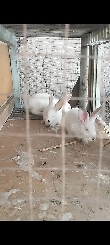 животные в аренду: Продаю | Крольчата | Калифорнийская | Для разведения — 2