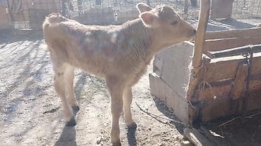 кролики оптом: Продаю | Тёлка | На откорм | Привязанные — 1