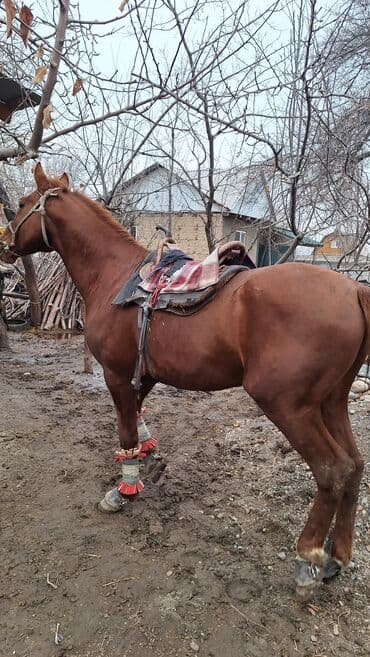 американский овчарка: Продаю | Конь (самец) | Дончак | Для разведения, Рабочий, Конный спорт | Племенные — 2