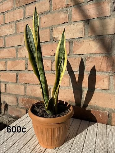 фиалки купить: Комнатные растения в горшках и срезы: 1) Спатифиллум крупный в белом — 5