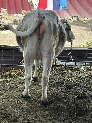 куры жерси: Продаю | Корова (самка) | Для молока | Нетель — 4