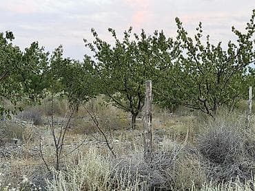 совхоз фрунзе бишкек: 250 соток, Для сельского хозяйства — 2