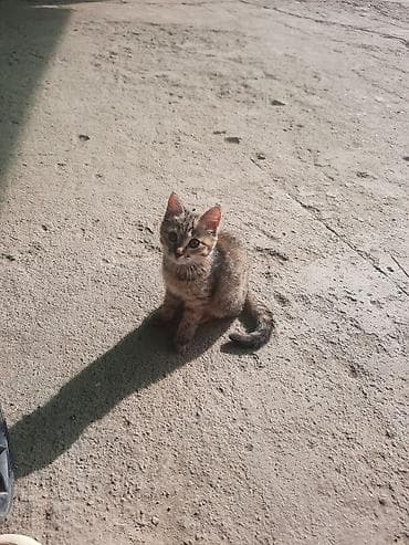 арашан ко: Мышык бекер берилет: Породасыз, 3 айлык, Ургаачы, Лотокко барууга үйрөтүлгөн — 2