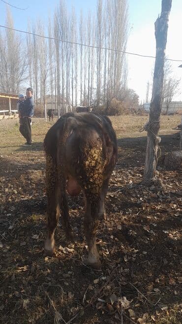 щенки охотничьих собак: Продаю | Бык (самец) | На откорм | Племенные — 2