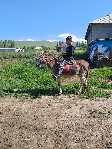 Үй жаныбарлары: Осёл с упряжью для верховой езды - Аккуратный, компактный осёл — 7