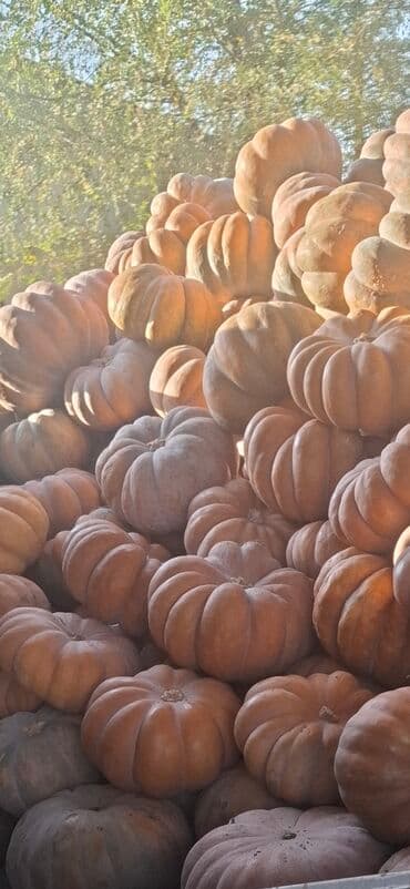 тыквенные семечки цена бишкек: Ашкабак сатылат абалы жакшы көп көлөмдө бар — 6