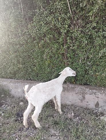 Продаю | Козлёнок | Зааненская | Для молока | Племенные