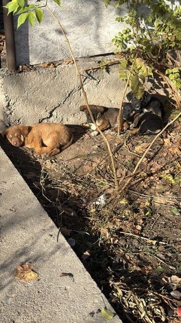 акустические системы jiteng колонка в виде собак: Щенки метисов - Возраст: на вид 1,5–3 месяца - Окрас: рыжий — 1