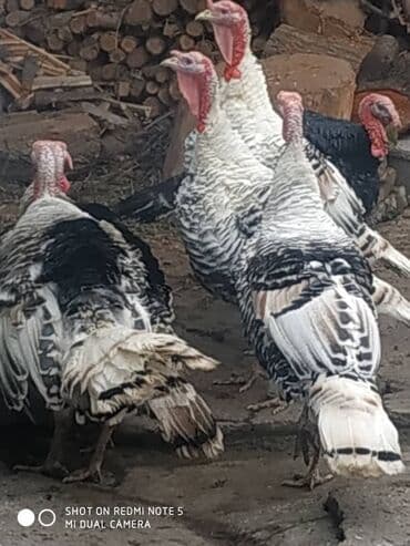 сколько стоит чихуахуа мини: Продаю | Индюк (самец) | Северокавказская | Для разведения | Племенные — 2