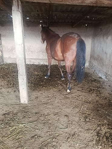 симментал бык: Продаю | Кобыла (самка) | Английская | Рабочий | Племенные — 3