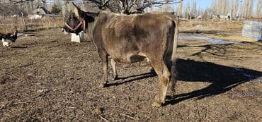 продаю кошки: Продаю | Корова (самка), Бык (самец), Тёлка | Швицкая | Для разведения, Для молока | Стельные — 7