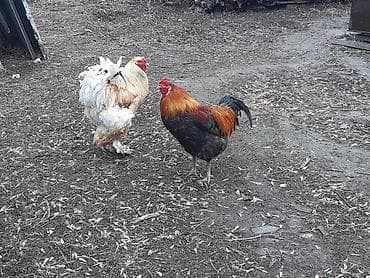 Услуги ветеринара: Продаю | Петух | Брама | Для разведения — 1