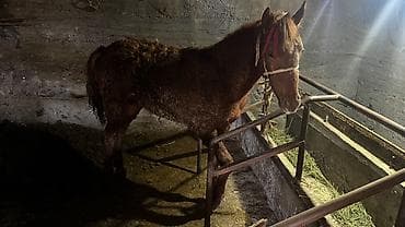 камчы купить: Продаю | Жеребенок | Для разведения — 3