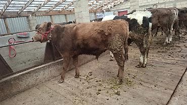 собаки балыкчы: Продаю | Бык (самец), Тёлка | Алатауская, Швицкая, Симментальская | На откорм, Для разведения | Племенные, Осеменитель, Не стельные — 6