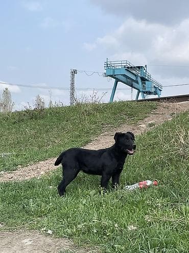 итер: Щенок среднего размера, Порода Лабрадор ретривер 3 месяца — 5