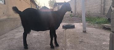 кой эдилбай: Продаю | Коза (самка) | Нубийская | Для разведения — 8