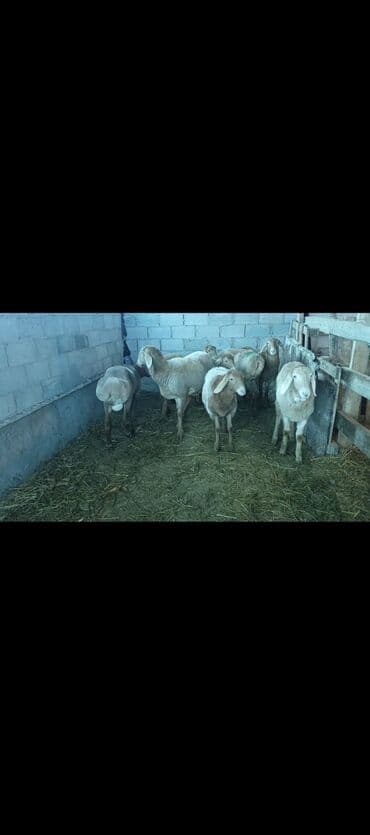 Продаю | Овца (самка) | Арашан | Для разведения | Ярка — 6