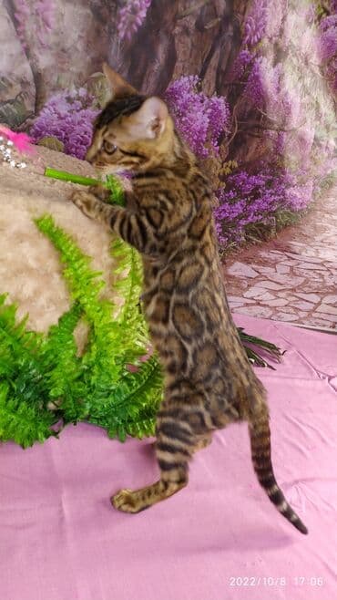 новорожденные котята: Бенгальские Детки .проф питомник Бен Гла Мур. предлагает Девочек и — 26