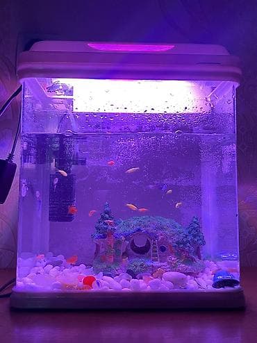 Аквариумдар: Продаю аквариум с рыбками а так же с кормом на 1 год хватит — 2